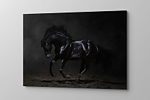 Obraz Tajomný čierny kôň zs1281